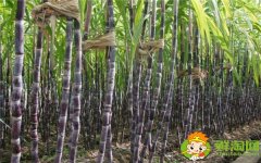 安徽適合種植甘蔗嗎，安徽甘蔗什么時(shí)候成熟