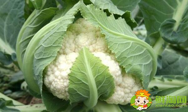 花菜和菜花是一種菜嗎，菜花怎么煮