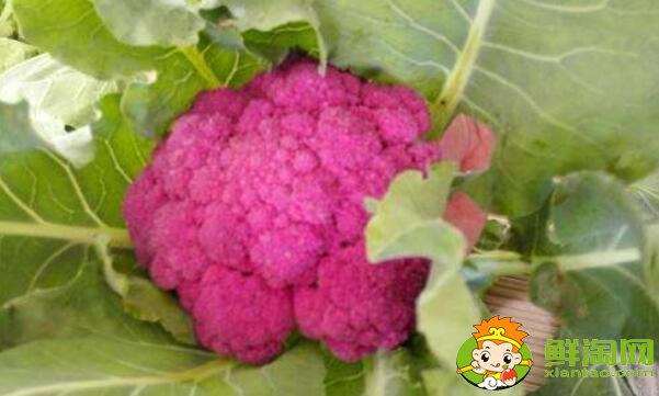 花椰菜就是北方的菜花嗎，花椰菜什么品種好