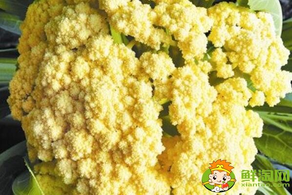 花椰菜就是北方的菜花嗎，花椰菜什么品種好