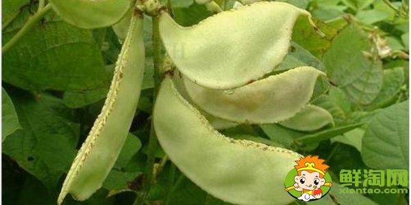 扁豆都有哪幾種，白扁豆是梅豆嗎