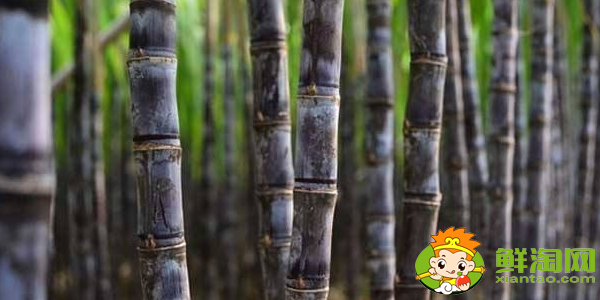 云南甘蔗什么時(shí)候成熟,云南甘蔗什么時(shí)候上市