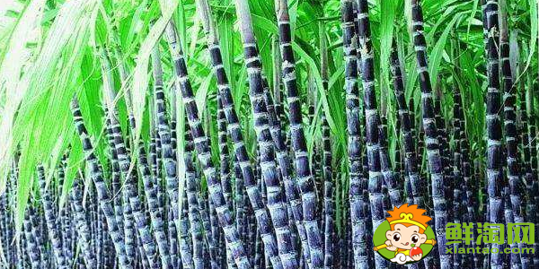 云南甘蔗什么時(shí)候成熟,云南甘蔗什么時(shí)候上市