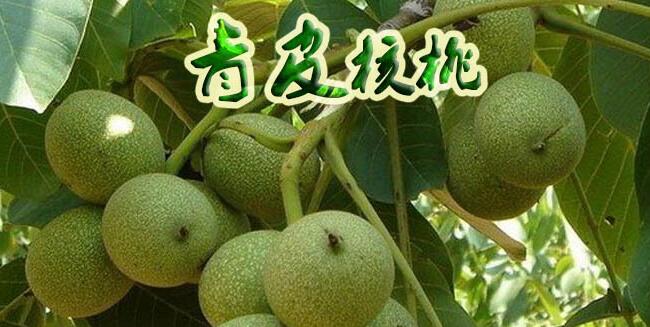 青皮核桃那里賣，青皮核桃是哪里的出名