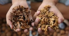 如何夾核桃保持完整，剝核桃工具哪種好用