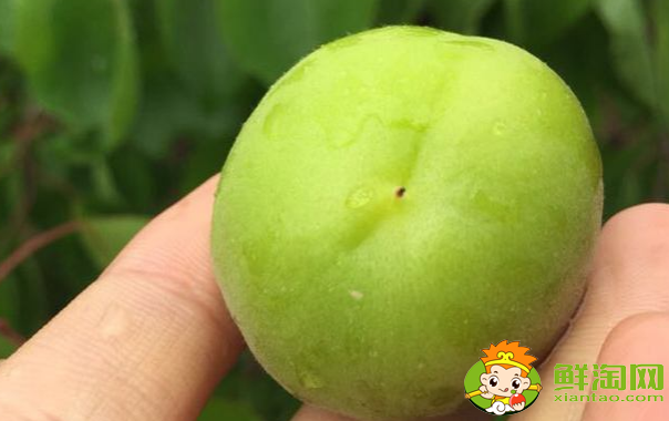 杏子有點酸可以怎么做，沒熟的杏子可以怎么用
