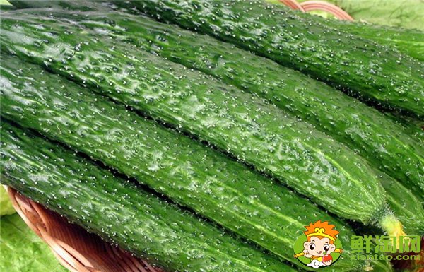 夏季種黃瓜選擇什么品種好，7一8月適合種什么品種的黃瓜