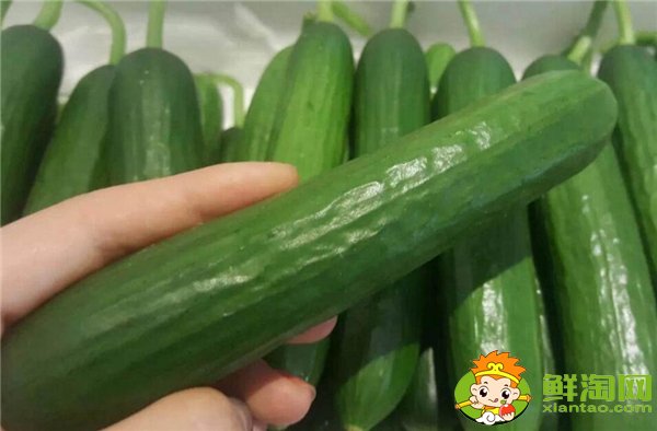 夏季種黃瓜選擇什么品種好，7一8月適合種什么品種的黃瓜