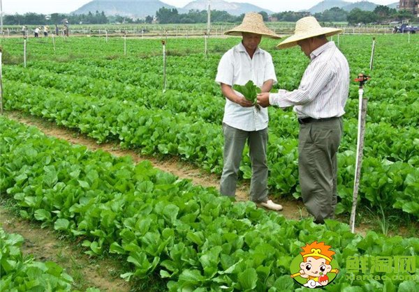 夏季種黃瓜選擇什么品種好，7一8月適合種什么品種的黃瓜