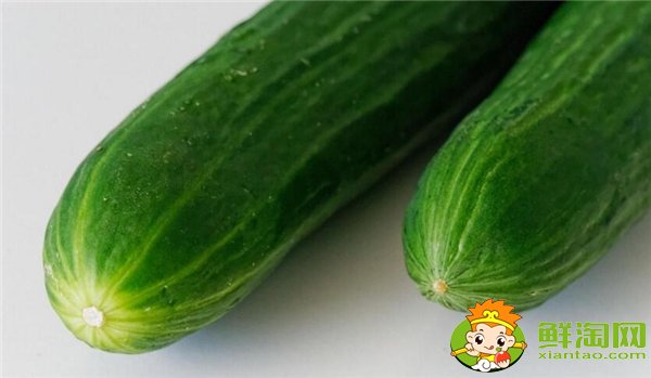 夏季種黃瓜選擇什么品種好，7一8月適合種什么品種的黃瓜