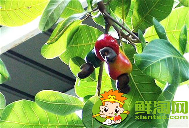 腰果是哪個國家的特產(chǎn)，腰果產(chǎn)量最大的國家