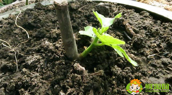 新鮮無花果可以種嗎，新鮮無花果多少錢一斤