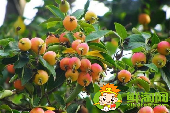 垂絲海棠果實(shí)是核果嗎,垂絲海棠果實(shí)類型