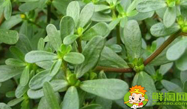 馬齒莧是什么季節(jié)的菜，馬齒莧是什么樣子的野菜