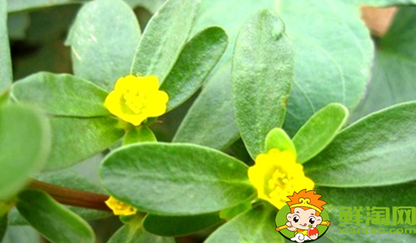 馬齒莧是什么季節(jié)的菜，馬齒莧是什么樣子的野菜