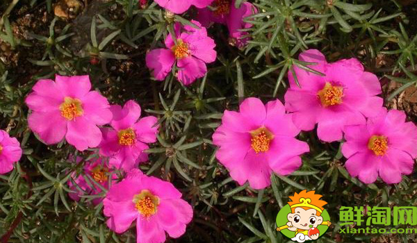 馬齒莧是什么季節(jié)的菜，馬齒莧是什么樣子的野菜