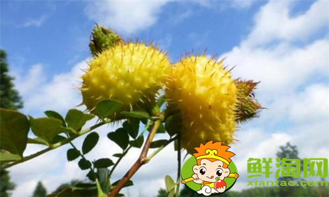 刺梨怎么去籽，刺梨籽可以使用嗎