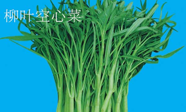 竹葉和柳葉空心菜哪個產(chǎn)量高，小柳葉空心菜是不是青梗的