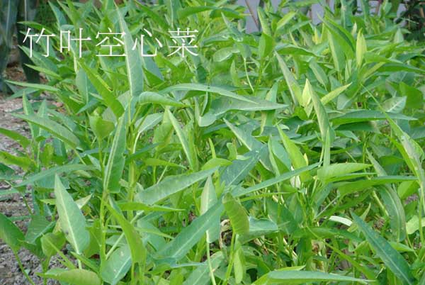 竹葉和柳葉空心菜哪個產(chǎn)量高，小柳葉空心菜是不是青梗的