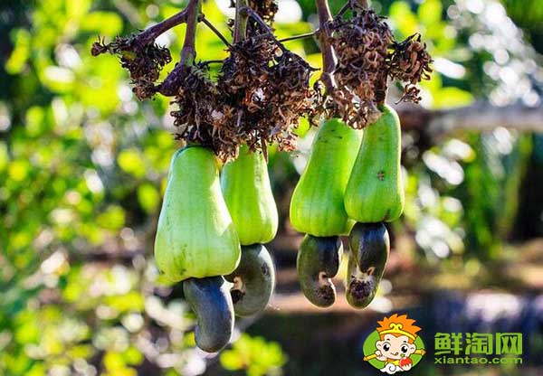 腰果主要產自哪個國家，世界腰果主產國排名榜