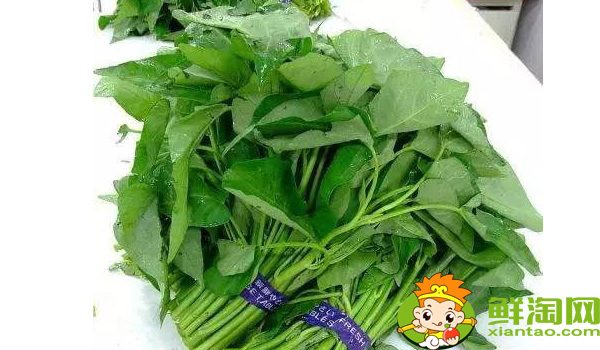 江西大葉空心菜哪里產的，江西空心菜的圖片大全