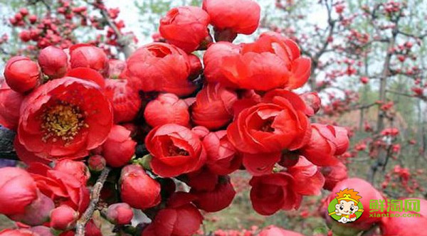 北美海棠紅色葉子是什么品種，北美海棠中果子最大的品種