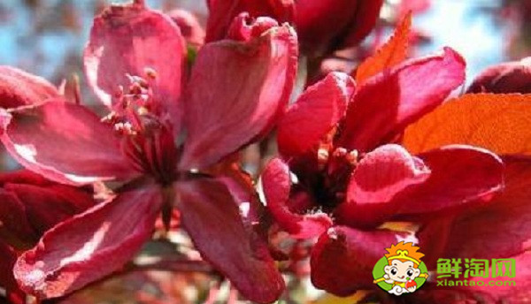北美海棠紅色葉子是什么品種，北美海棠中果子最大的品種