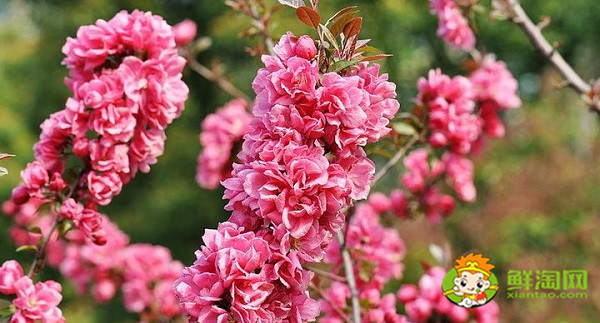 北美海棠紅色葉子是什么品種，北美海棠中果子最大的品種