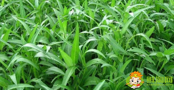 空心菜摘了還能長嗎，空心菜怎么摘菜