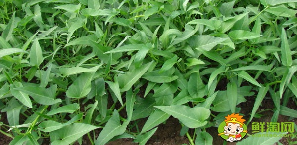 空心菜摘了還能長嗎，空心菜怎么摘菜