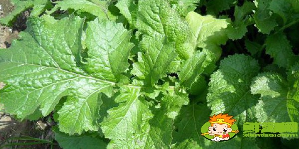 東北雪里紅是什么菜，雪里紅有幾個(gè)品種圖解