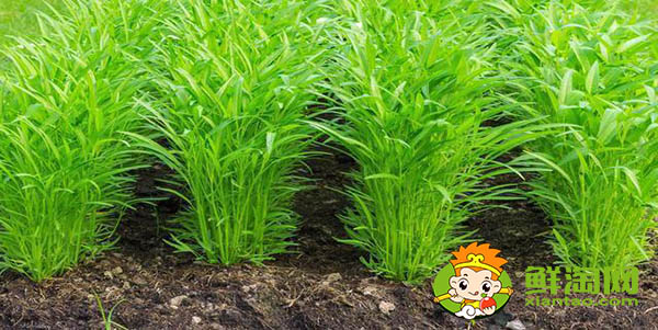 什么品種空心菜高產(chǎn)，新品種空心菜種子