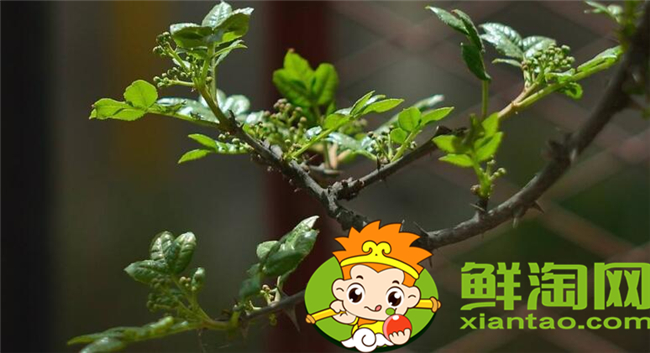 花椒葉什么時候采摘最好，花椒葉怎么存放