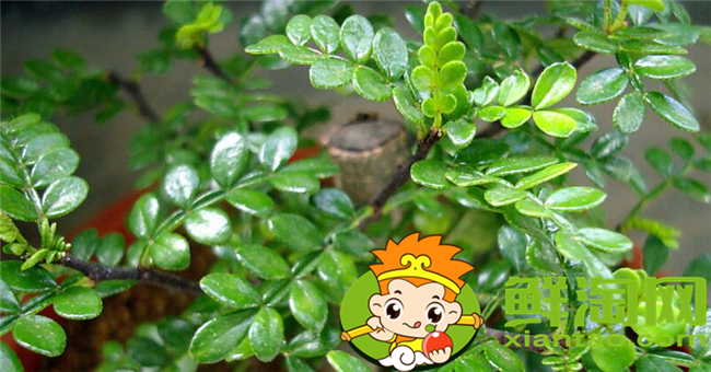 花椒葉什么時候采摘最好，花椒葉怎么存放
