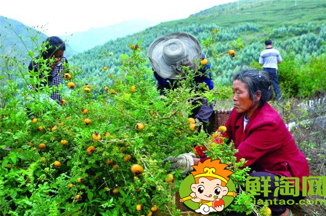 貴州刺梨基地在哪里，貴州最大的刺梨基地六盤水市