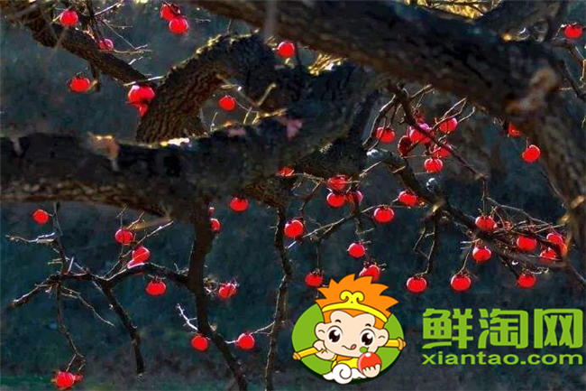 山上紅色的野果子叫什么，山上的野刺梨有幾種