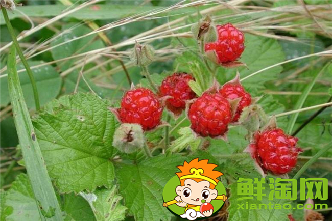 山上紅色的野果子叫什么，山上的野刺梨有幾種