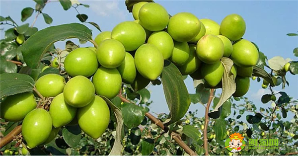 青棗和紅棗是一個(gè)品種嗎，臺(tái)灣大青棗最新品種