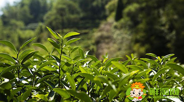 大紅袍怎么喝才正確，大紅袍的沖泡步驟