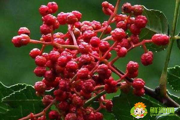 花椒應該怎么存放不跑味道，生花椒想存放一年怎么放