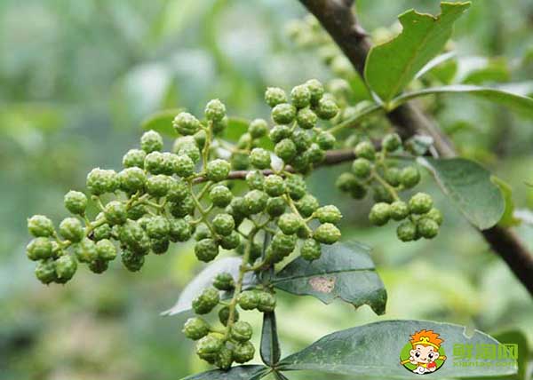 花椒能在塑料瓶里面存放嗎,花椒真空包裝可以存放多久