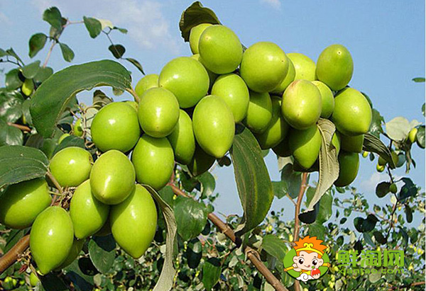 青棗熟了就是紅棗嗎，青棗可以怎么吃