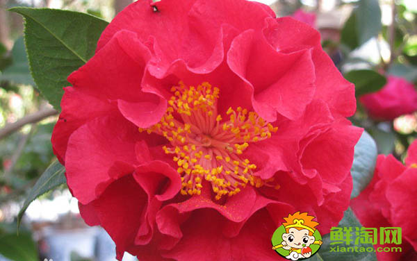 武夷巖茶大紅袍有幾種，大紅袍和獅子頭哪個品種好