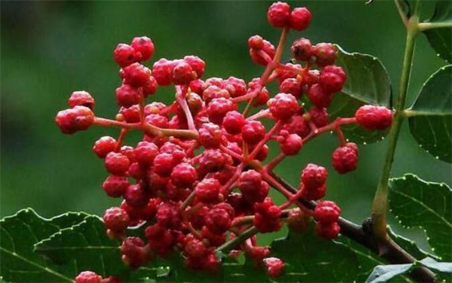 青花椒和大紅袍哪種好，大紅袍花椒品質有什么特點