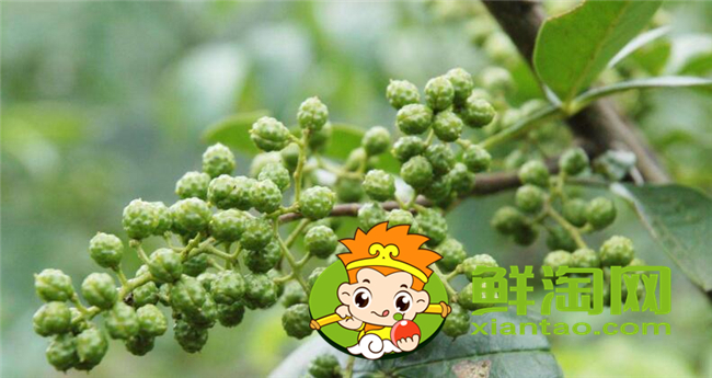 青花椒和大紅袍哪種好，大紅袍花椒品質(zhì)有什么特點