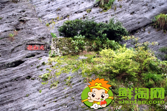武夷山大紅袍是什么茶，武夷山大紅袍多少錢一斤