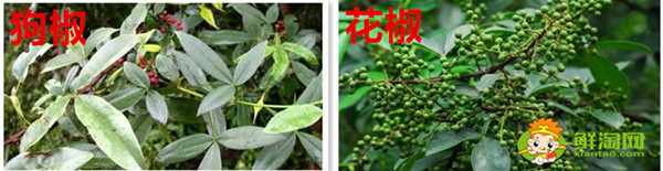 狗椒與花椒的區別圖片，狗椒與花椒哪個好