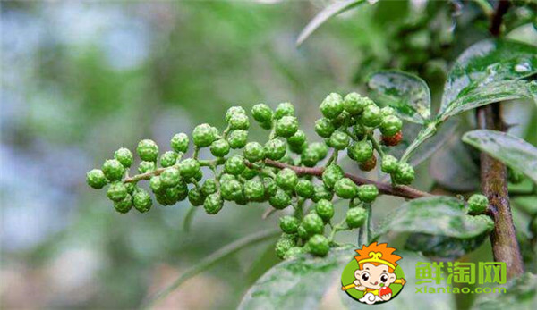 狗椒與花椒的區別圖片，狗椒與花椒哪個好