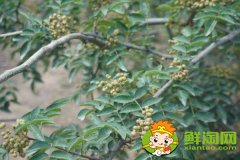 怎么識(shí)別大紅袍花椒苗，真假大紅袍花椒樹(shù)苗