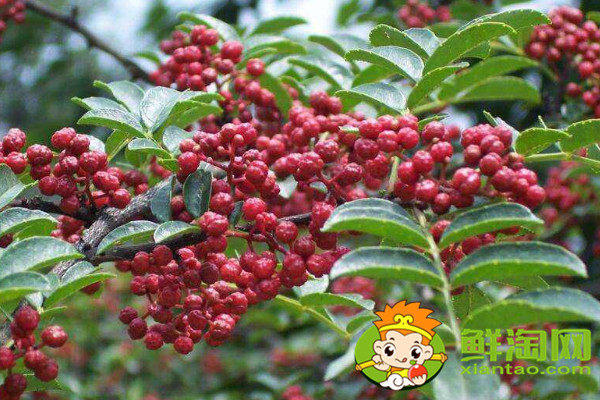 怎么識別大紅袍花椒苗，真假大紅袍花椒樹苗
